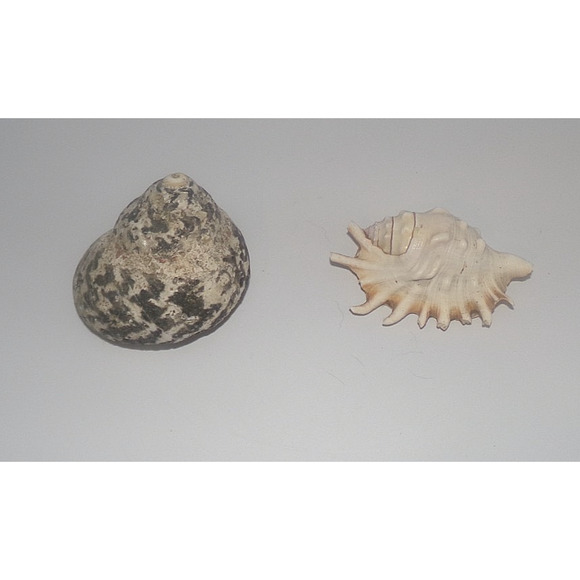 Natural Real Sea Shells Spike Spider Conch Magpie Shell Seashell Nautical Decor - Picture 8 of 14